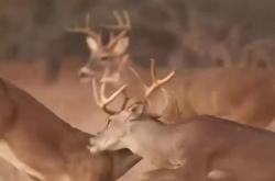 lol高校认证-雄鹿不敌小牛，遭遇近八场遭遇的简单介绍