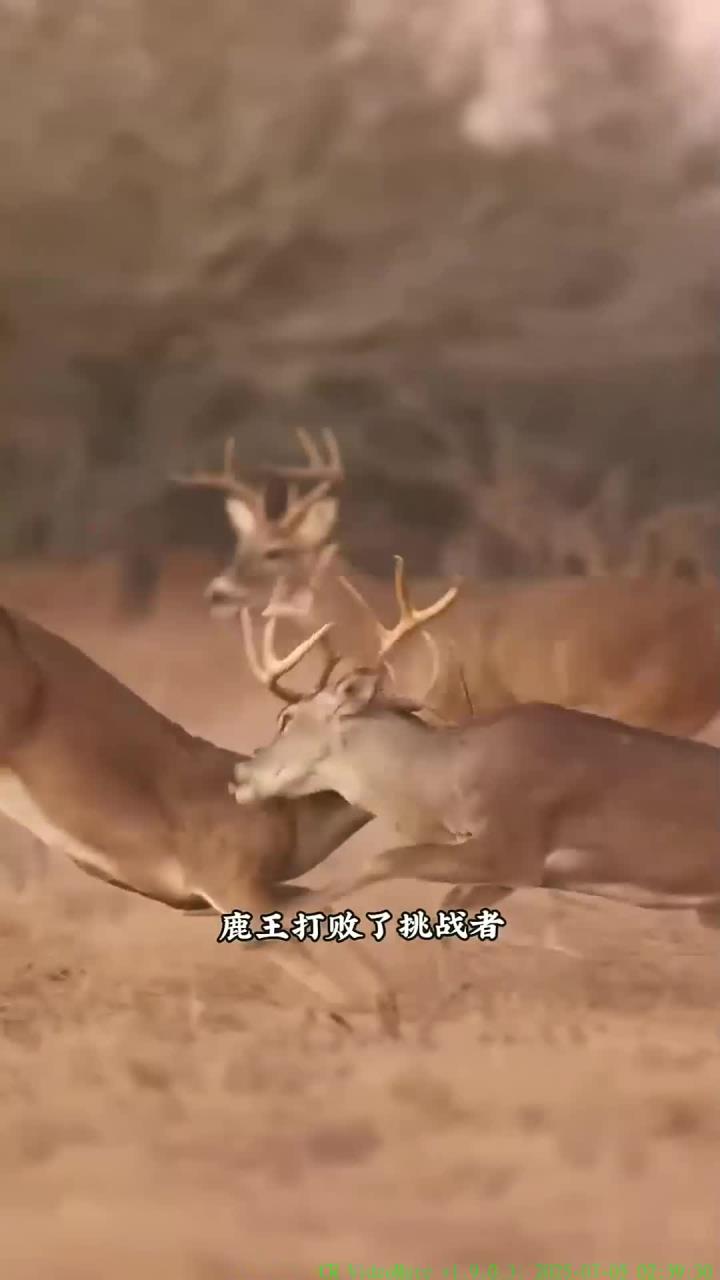 雄鹿不敌小牛，遭遇近八场遭遇的简单介绍